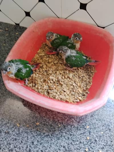 yellow sided red factor kenor chick's