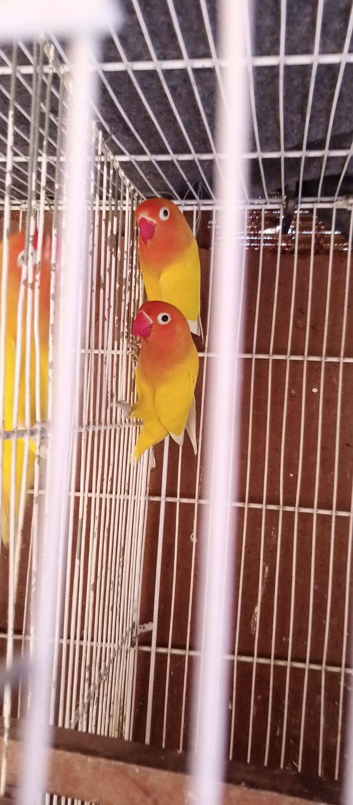 Cage+luttino pair 0
