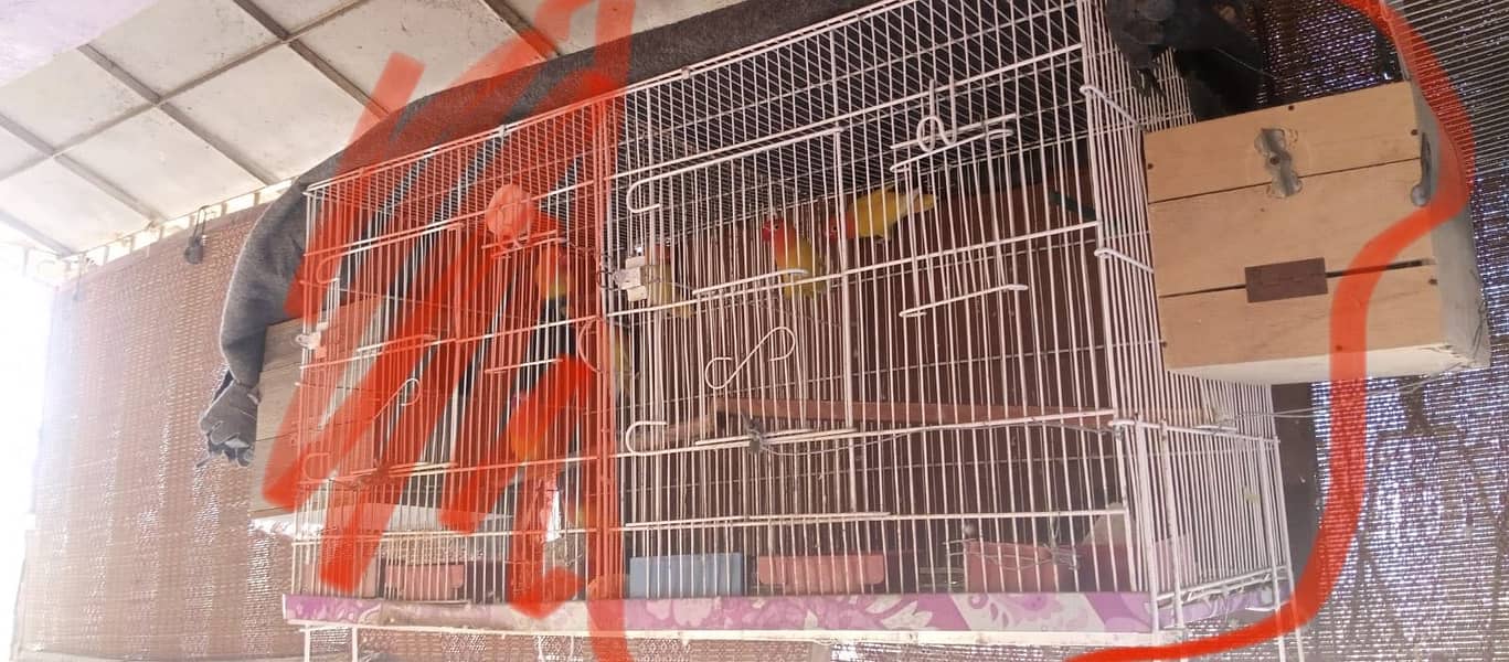 Cage+luttino pair 1