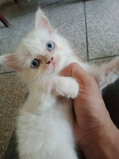 Persian kitten triple coated