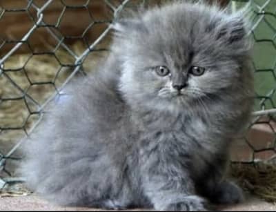 Persian kitten 92@344*69*33885