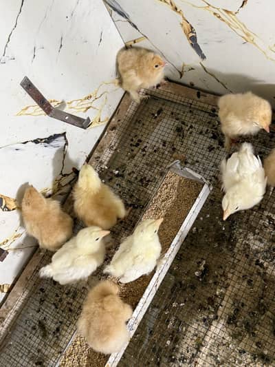 Golden heavy buff, white heavy buff, mottled bantum and Turkey chicks