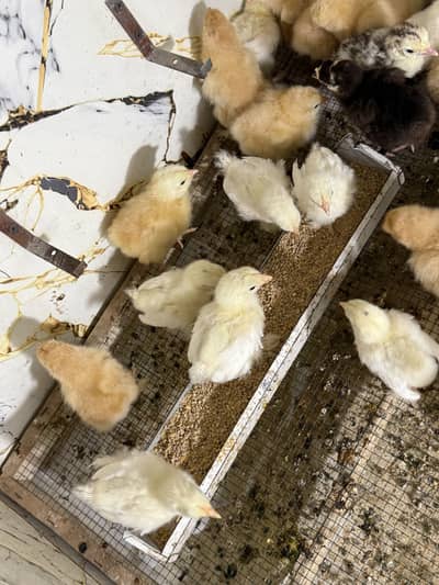 Golden heavy buff, white heavy buff, mottled bantum and Turkey chicks