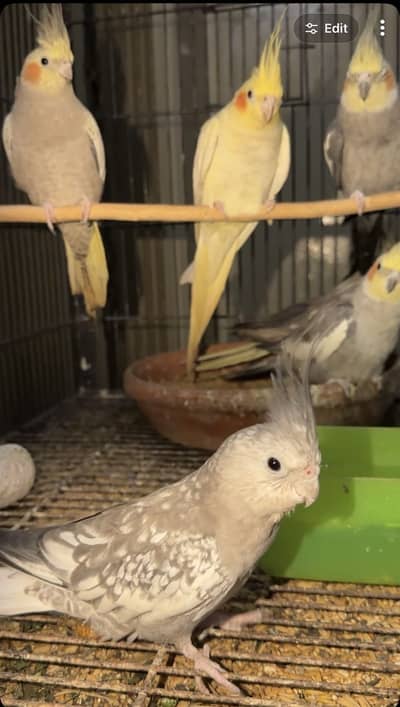 Cocktail for sale