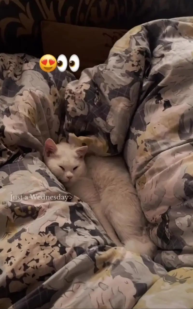 Persian male kitten — photo 3