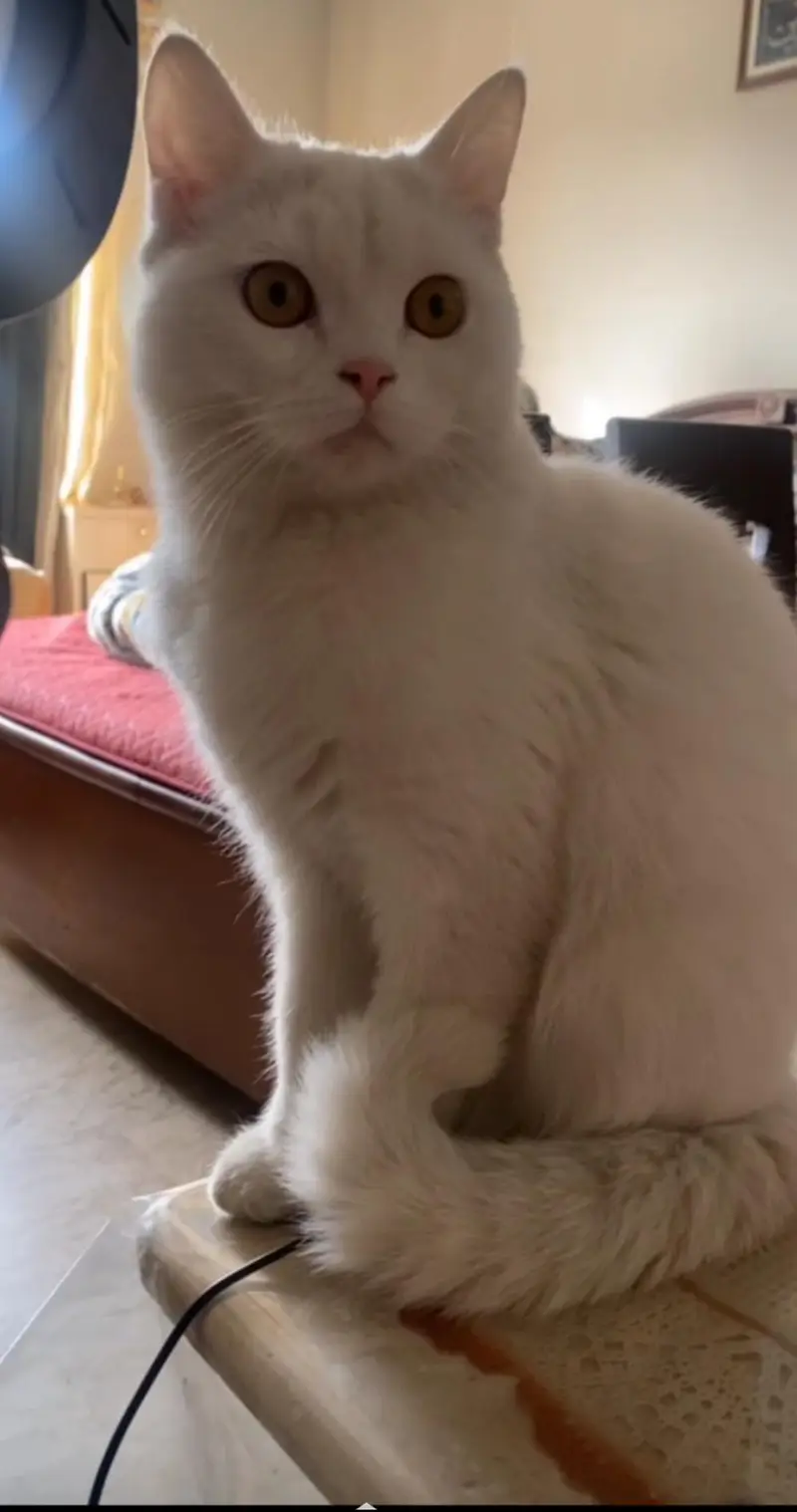 Persian male kitten — photo 4