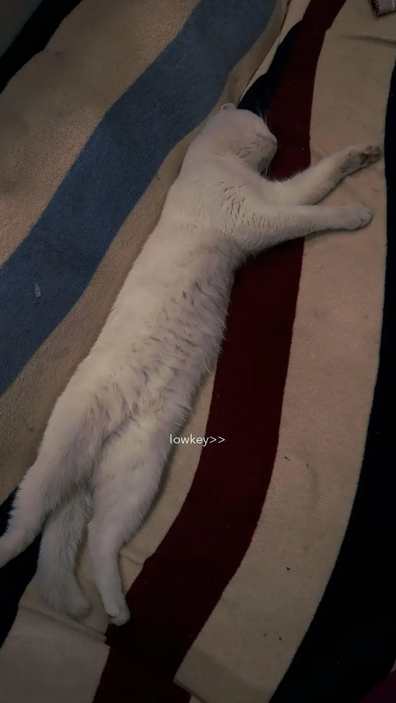Persian male kitten — photo 5