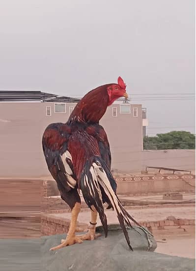 High Quality pure aseel mianwali murga