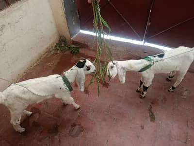  Prince of Goat Nasal – Healthy Qurbani Bakray for 2027 | 2 Month Ag