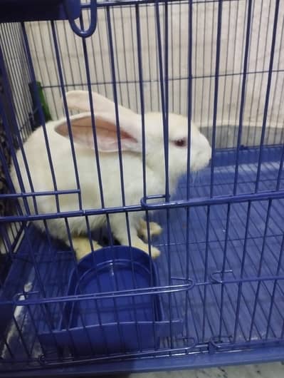 New Zealand White Rabbit