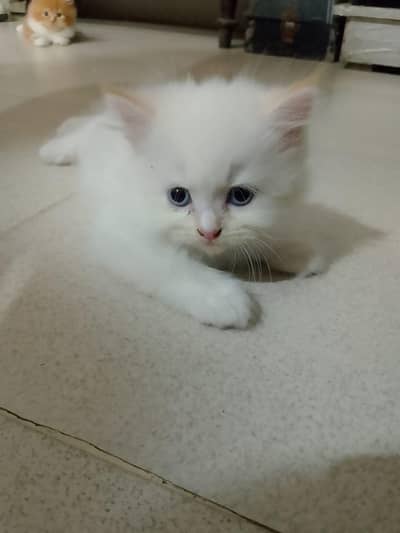 kitten for sale