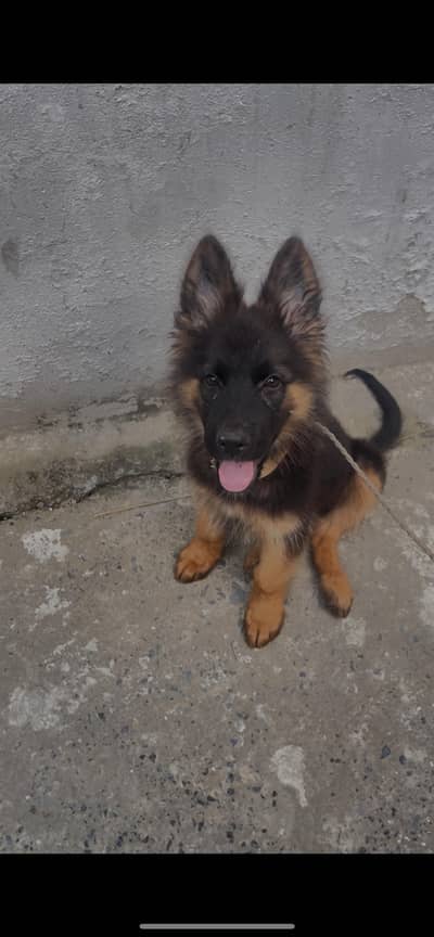 German shepherd pidegree 3 vaccine done 85 days of doggy