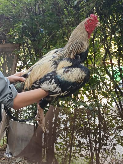 aseel mianwali breeder for sale