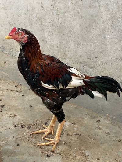 Murga Aseel Mianwali for sale