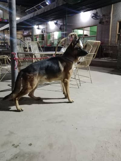 German shepherd Male