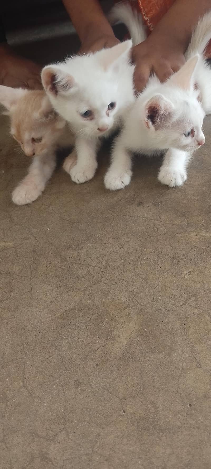 brown,white 1