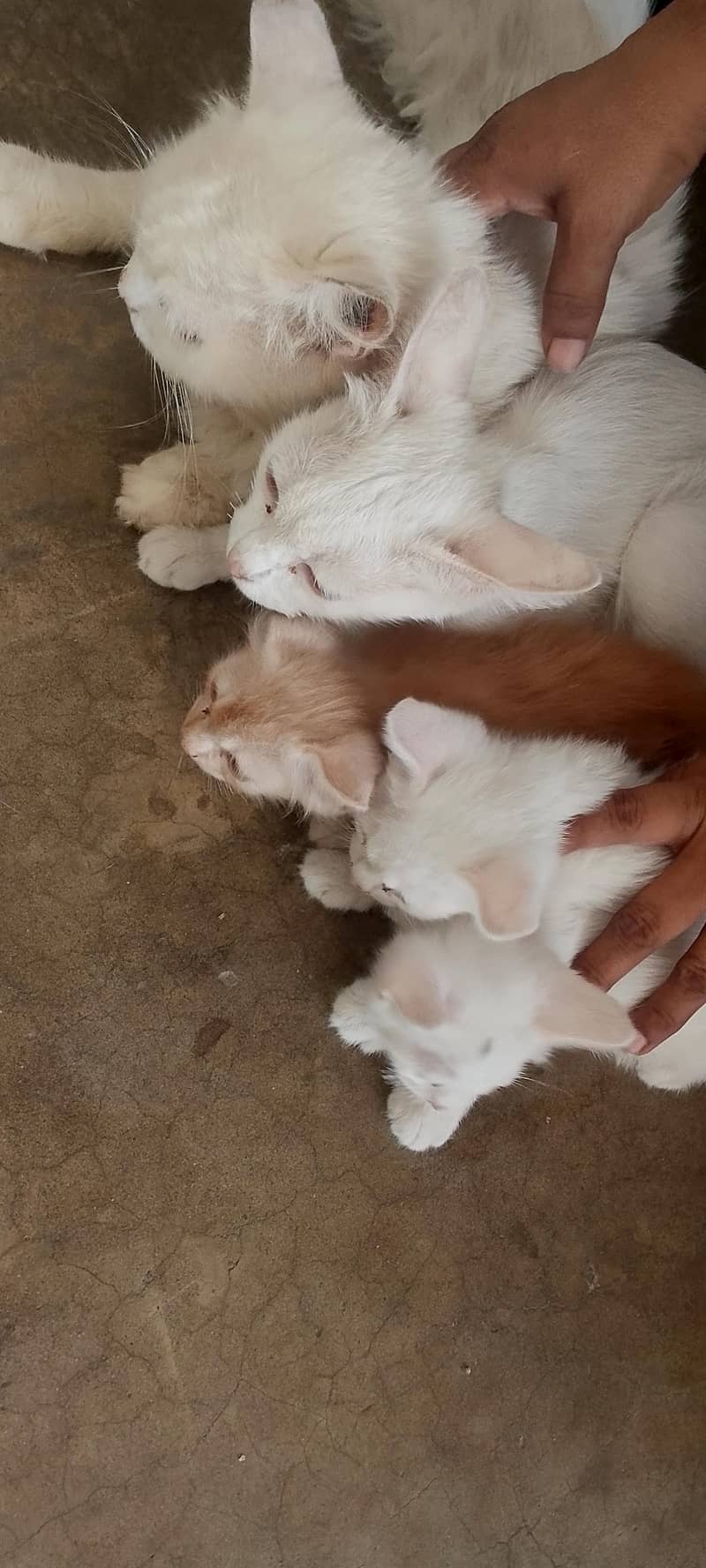 brown,white 3