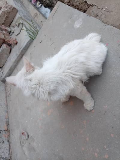 Health y cat