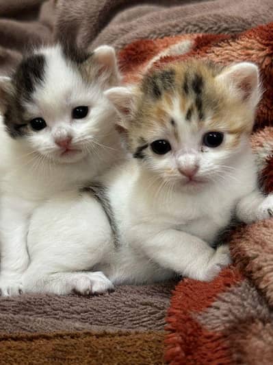 Kitten looking for loving home – Khushab"