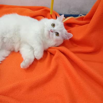 persian cat punch face 3rippl coated vaccinated liter trained female