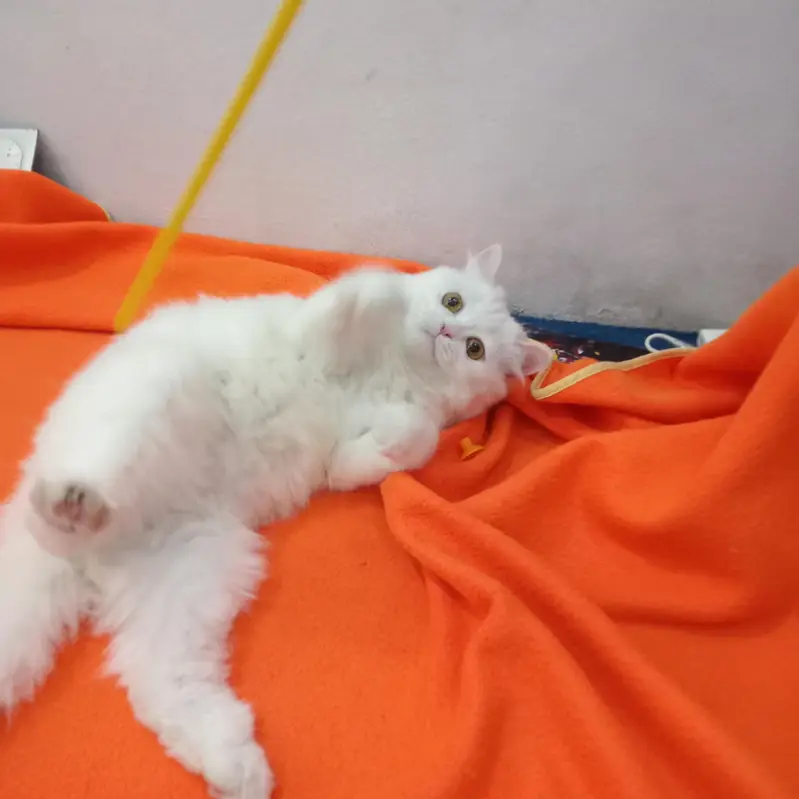 persian cat punch face 3rippl coated vaccinated liter trained female — photo 6