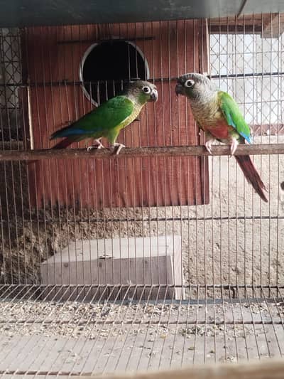 green cheek conure pair for sale
