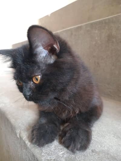 black Persian cat double coat