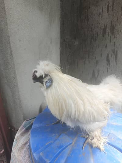 white silky