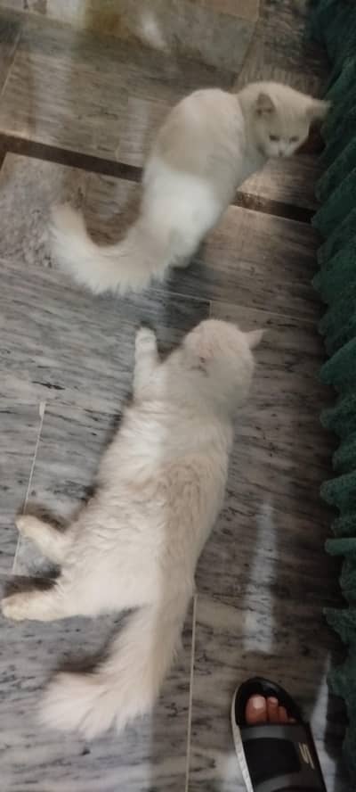 cat pairs
