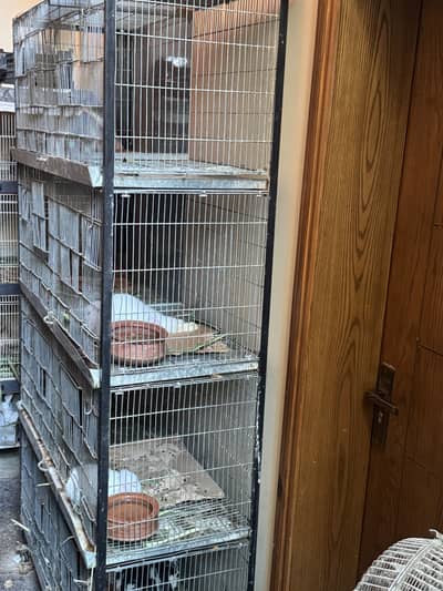 Birds cage