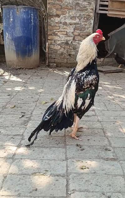 Aseel top quality rooster available in Kahuta