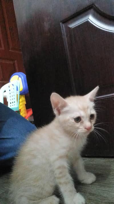 persian Kitten Golden color