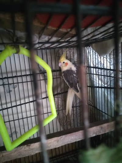Gray cocktail parrots pair for sale without cage pinjra sath nahi