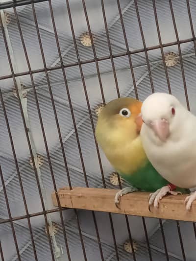Lovebird.    Budgies