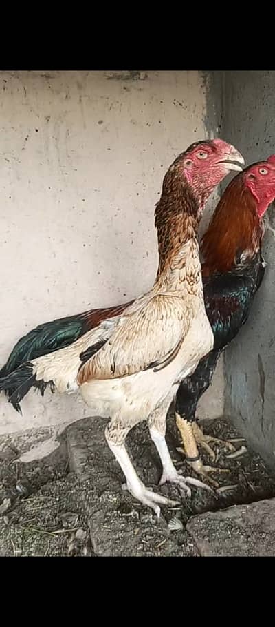 Japanese O shamo / hens / chicks / murga / Aseel / shamo / female