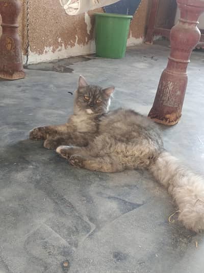 partian cat gray color