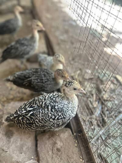 Turkey chicks