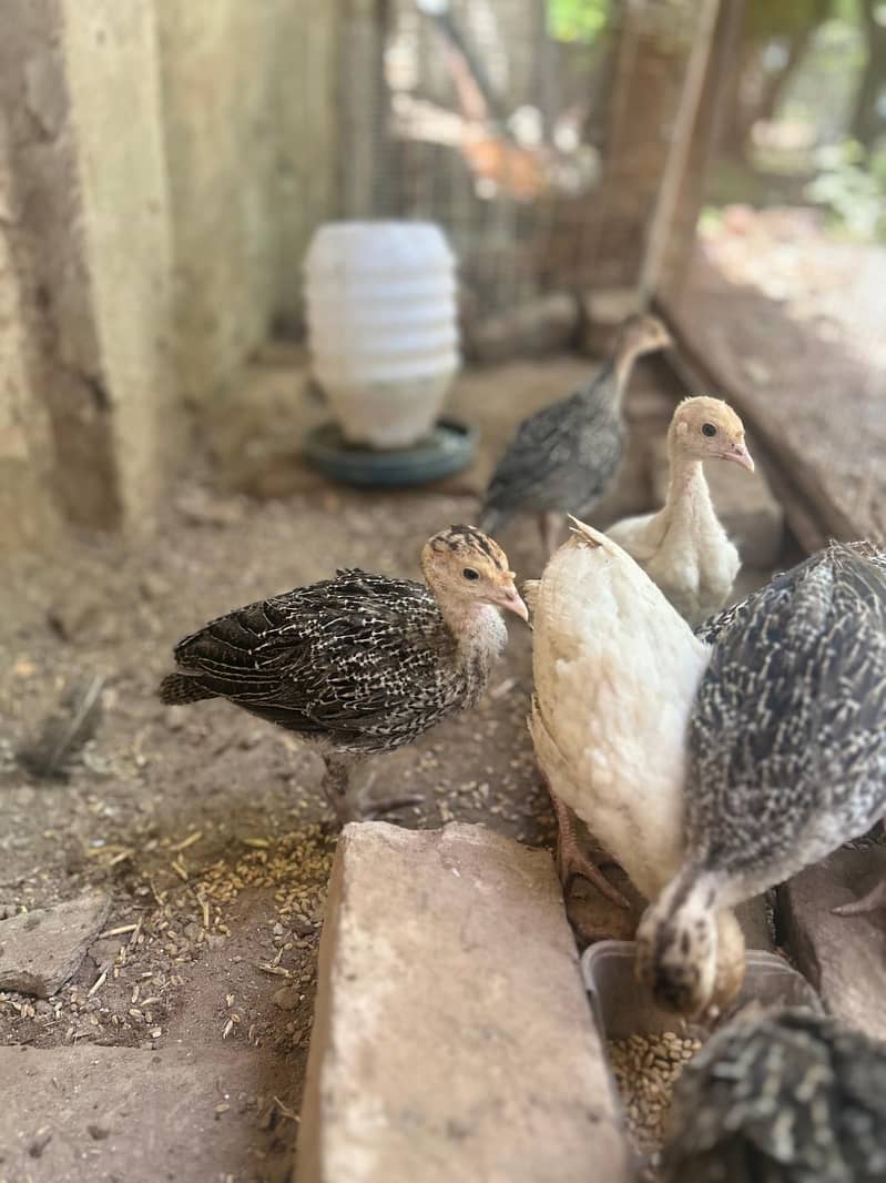 Turkey chicks 1