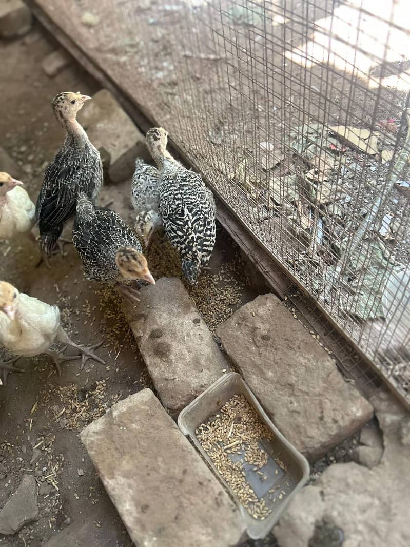 Turkey chicks 2