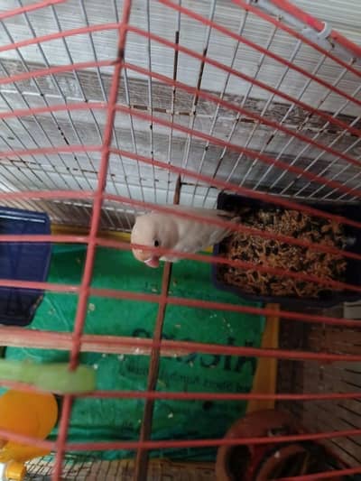 Healthy love bird with cage for sale
