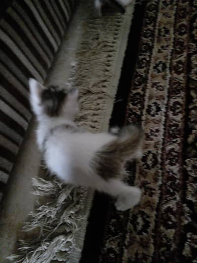 cat for