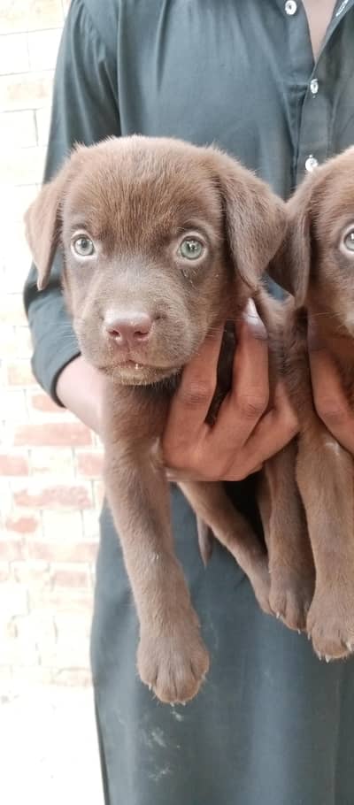 Labrador chocolate male puppies