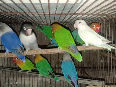full breeder pairs 800
