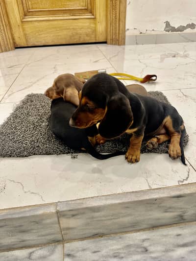 Daschund female pups 3 month