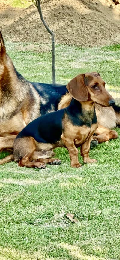 Dashund female for sale