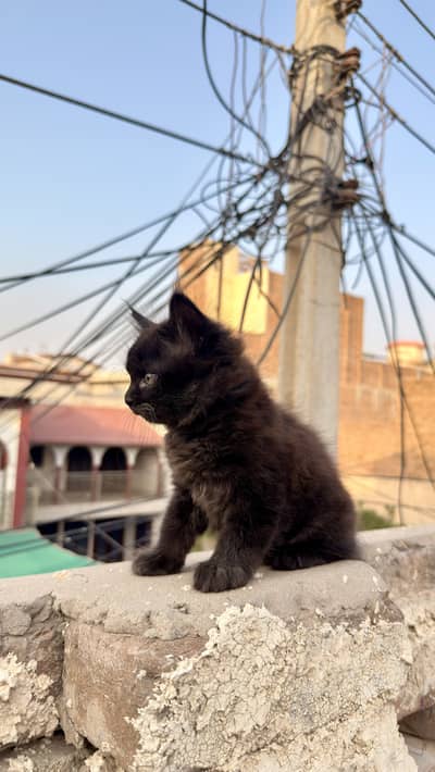 Black persian male kitten