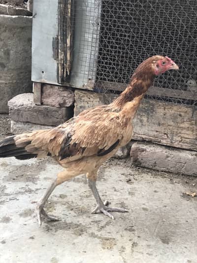 Aseel burmi chicks and breeder female
