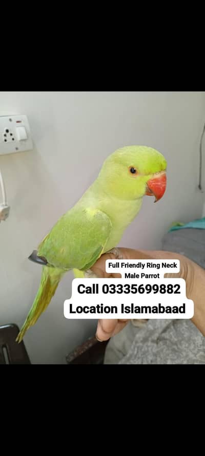 Hand Tamed Full Friendly Green Ring Neck Male Parrot Jumbo Size