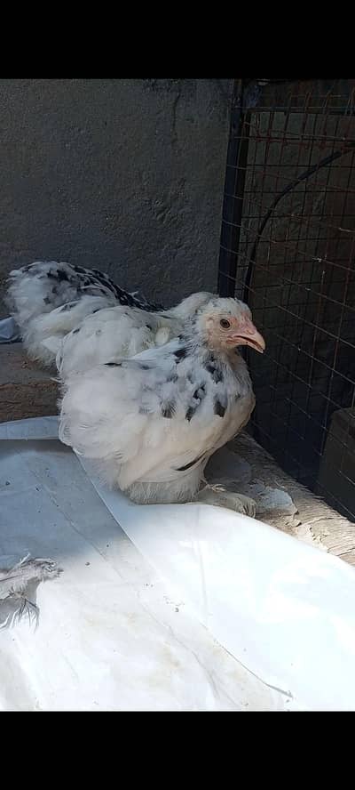 Molted bentum top quality chicks age 2 sa 2.5 mon