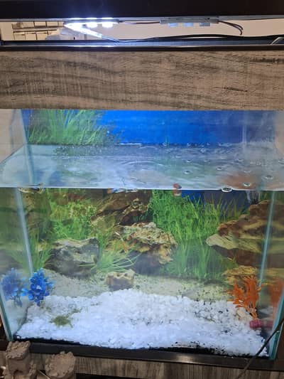 Aquarium